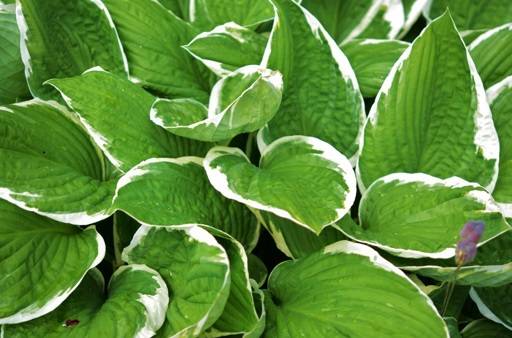 Variegated hosta leaves